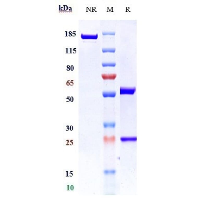 SDS-PAGE - Anti-TLR3 Antibody [CNTO5429] - Low endotoxin, Azide free (A324262) - Antibodies.com