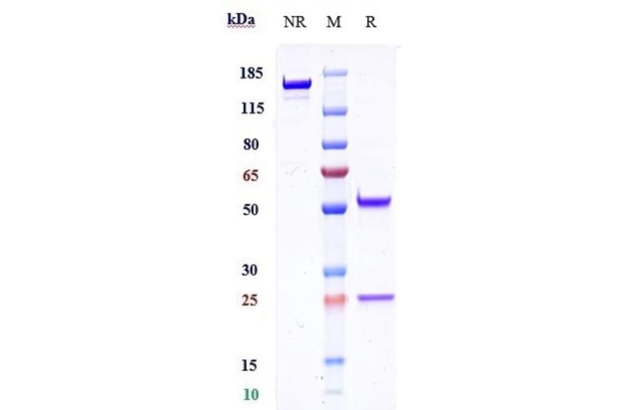SDS-PAGE - Anti-TMEFF1/Tomoregulin-1 Antibody [Research Grade Biosimilar] - Low endotoxin, Azide free (A324264) - Antibodies.com