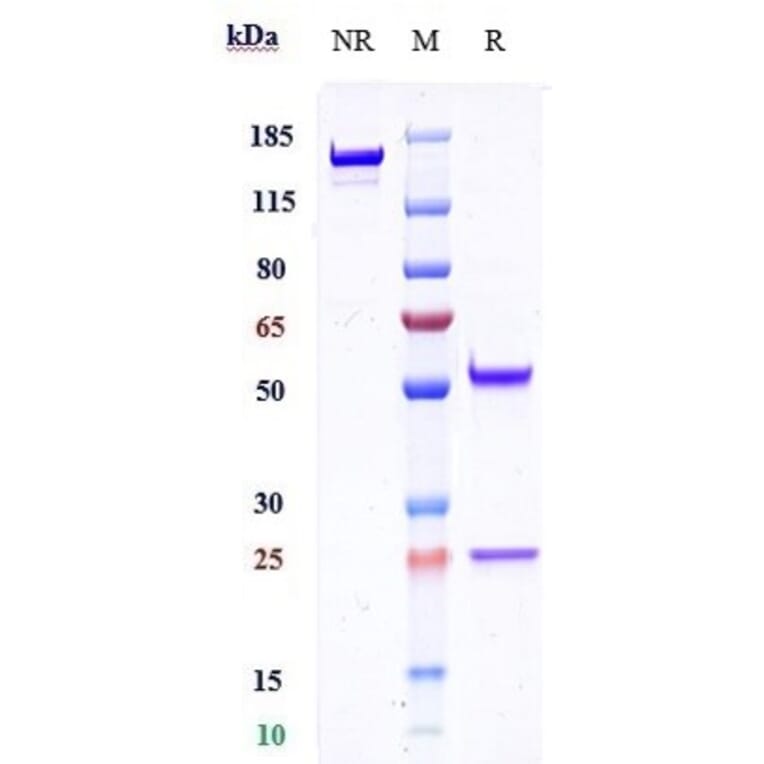 SDS-PAGE - Anti-TMEFF1/Tomoregulin-1 Antibody [Research Grade Biosimilar] - Low endotoxin, Azide free (A324264) - Antibodies.com