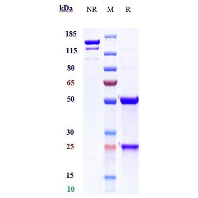 SDS-PAGE - Anti-TMEFF2/Tomoregulin-2 Antibody [Research Grade Biosimilar] - Low endotoxin, Azide free (A324265) - Antibodies.com