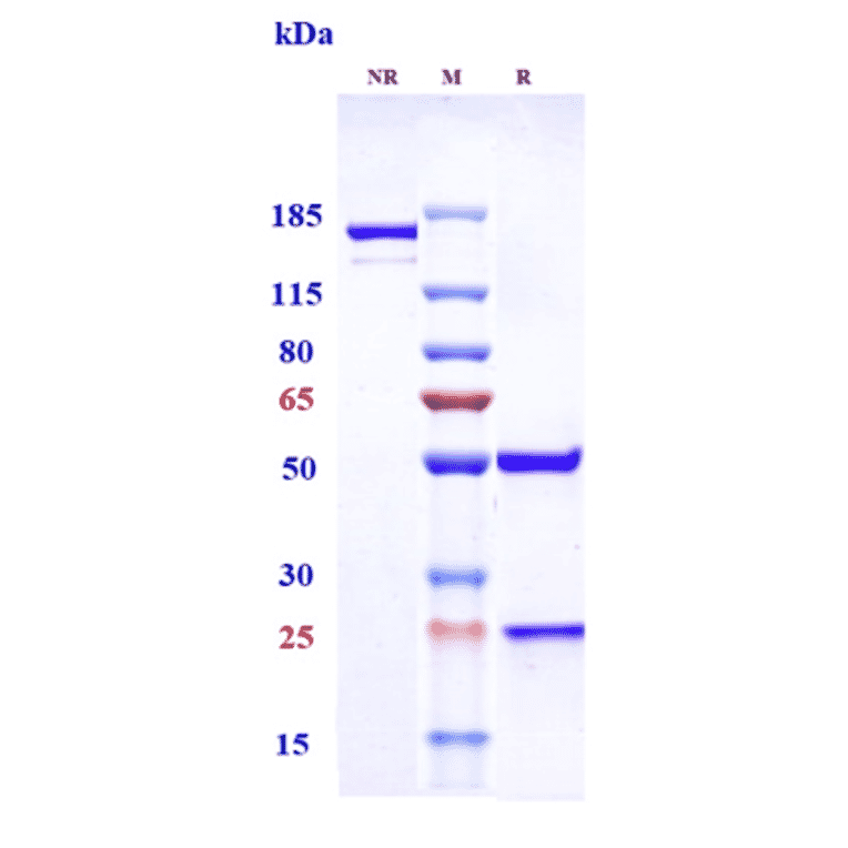SDS-PAGE - Anti-TNF alpha Antibody [Research Grade Biosimilar] - Low endotoxin, Azide free (A324268) - Antibodies.com