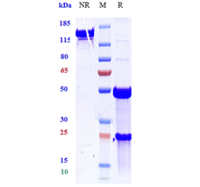 SDS-PAGE - Anti-TNF alpha Antibody [ESBA 105] - Low endotoxin, Azide free (A324270) - Antibodies.com