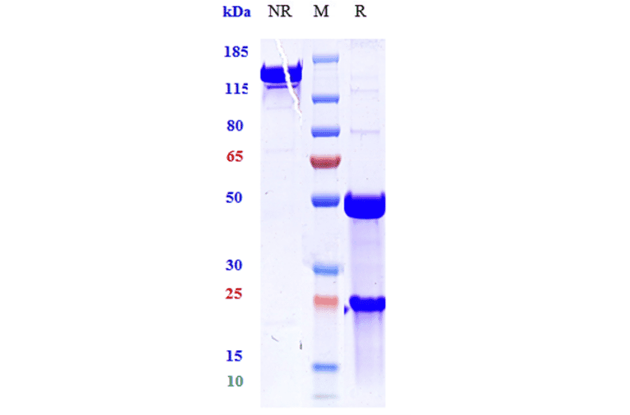 SDS-PAGE - Anti-TNF alpha Antibody [ESBA 105] - Low endotoxin, Azide free (A324270) - Antibodies.com