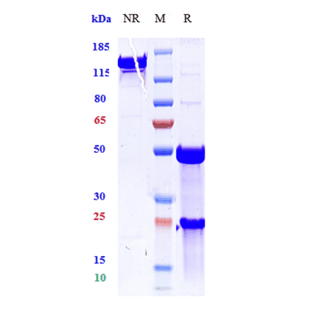 SDS-PAGE - Anti-TNF alpha Antibody [ESBA 105] - Low endotoxin, Azide free (A324270) - Antibodies.com