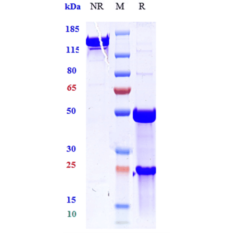 SDS-PAGE - Anti-TNF alpha Antibody [ESBA 105] - Low endotoxin, Azide free (A324270) - Antibodies.com