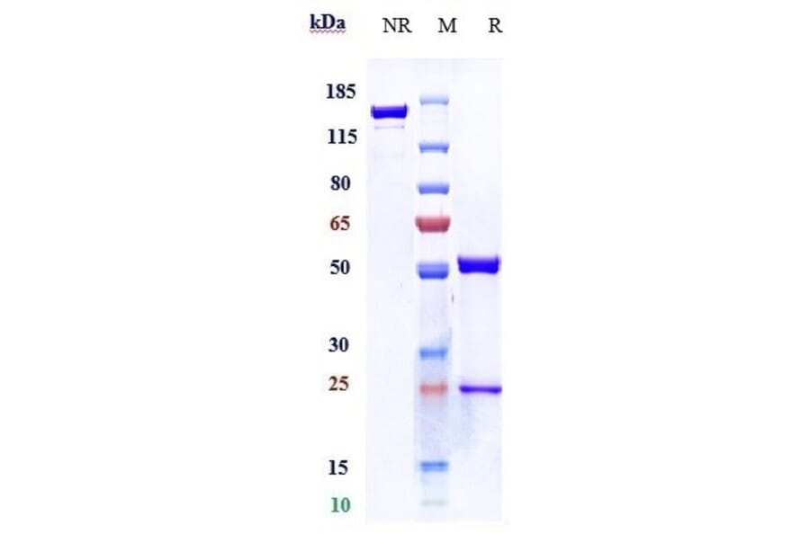 SDS-PAGE - Anti-TNF alpha Antibody [CMAB008] - Low endotoxin, Azide free (A324271) - Antibodies.com