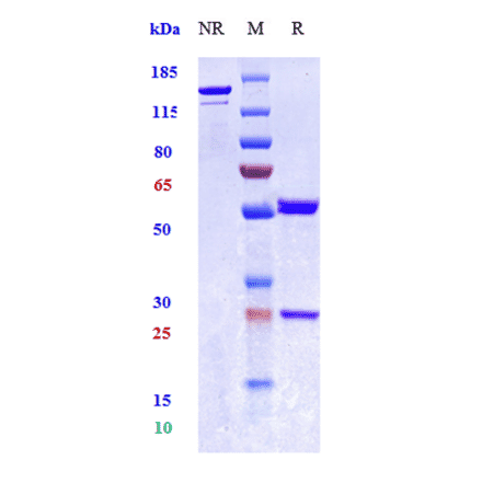 SDS-PAGE - Anti-TNF alpha Antibody [hMAK195] - Low endotoxin, Azide free (A324272) - Antibodies.com