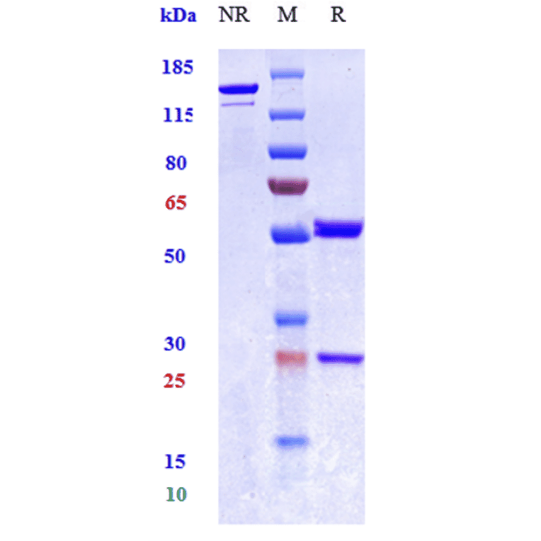 SDS-PAGE - Anti-TNF alpha Antibody [hMAK195] - Low endotoxin, Azide free (A324272) - Antibodies.com