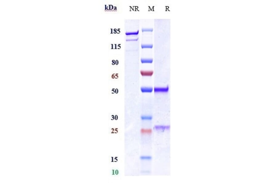 SDS-PAGE - Anti-TPOR/MPL Antibody [TA136] - Low endotoxin, Azide free (A324274) - Antibodies.com