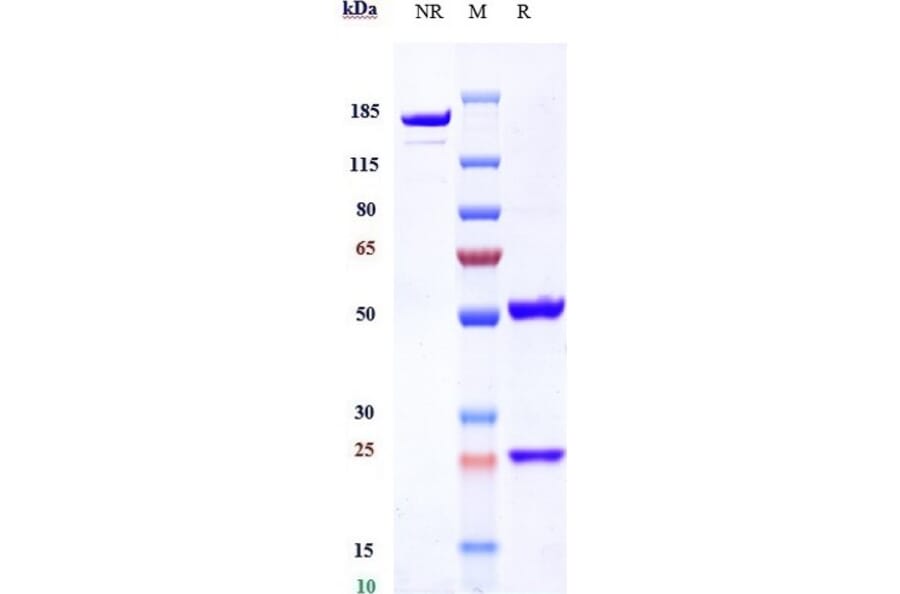 SDS-PAGE - Anti-Transferrin Receptor Antibody [Jr-141] - Low endotoxin, Azide free (A324276) - Antibodies.com