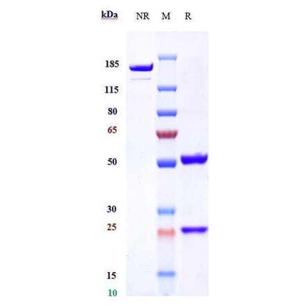 SDS-PAGE - Anti-Transferrin Receptor Antibody [Jr-141] - Low endotoxin, Azide free (A324276) - Antibodies.com