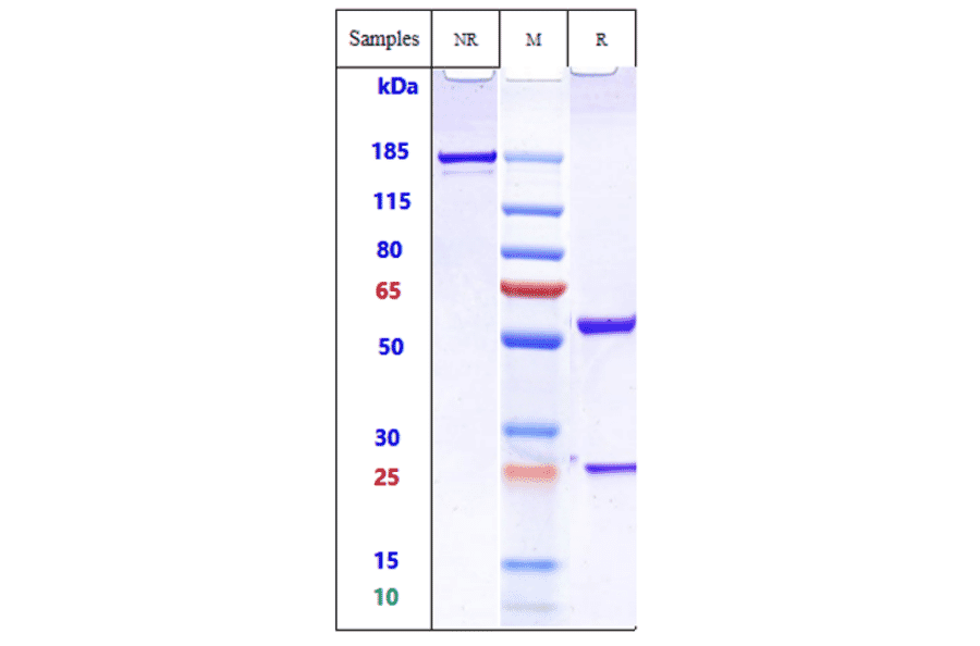 SDS-PAGE - Anti-Transmembrane 4 L6 Family Member 1 Antibody [Research Grade Biosimilar] - Low endotoxin, Azide free (A324277) - Antibodies.com