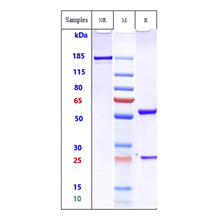 SDS-PAGE - Anti-Transmembrane 4 L6 Family Member 1 Antibody [Research Grade Biosimilar] - Low endotoxin, Azide free (A324277) - Antibodies.com