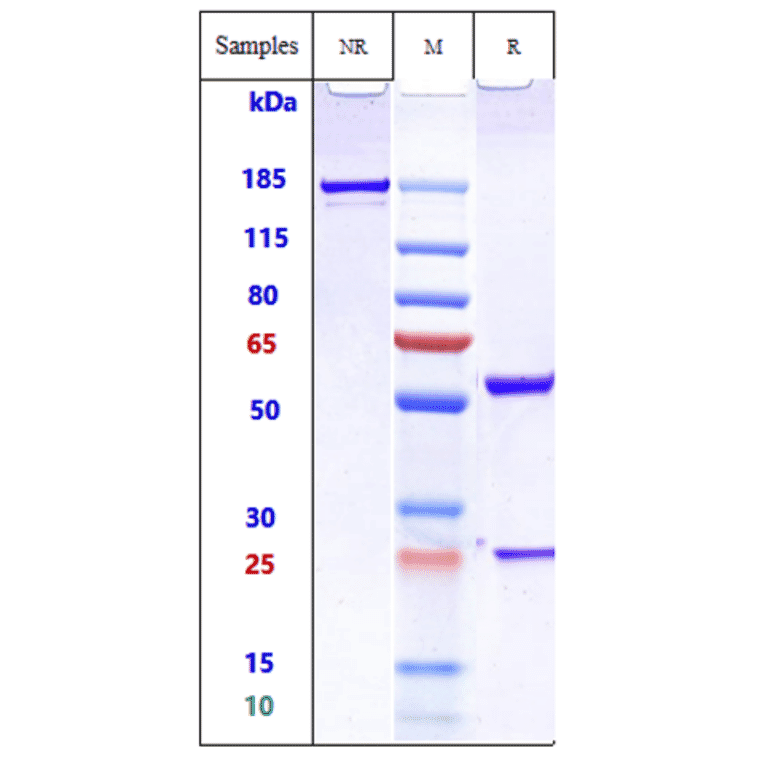 SDS-PAGE - Anti-Transmembrane 4 L6 Family Member 1 Antibody [Research Grade Biosimilar] - Low endotoxin, Azide free (A324277) - Antibodies.com