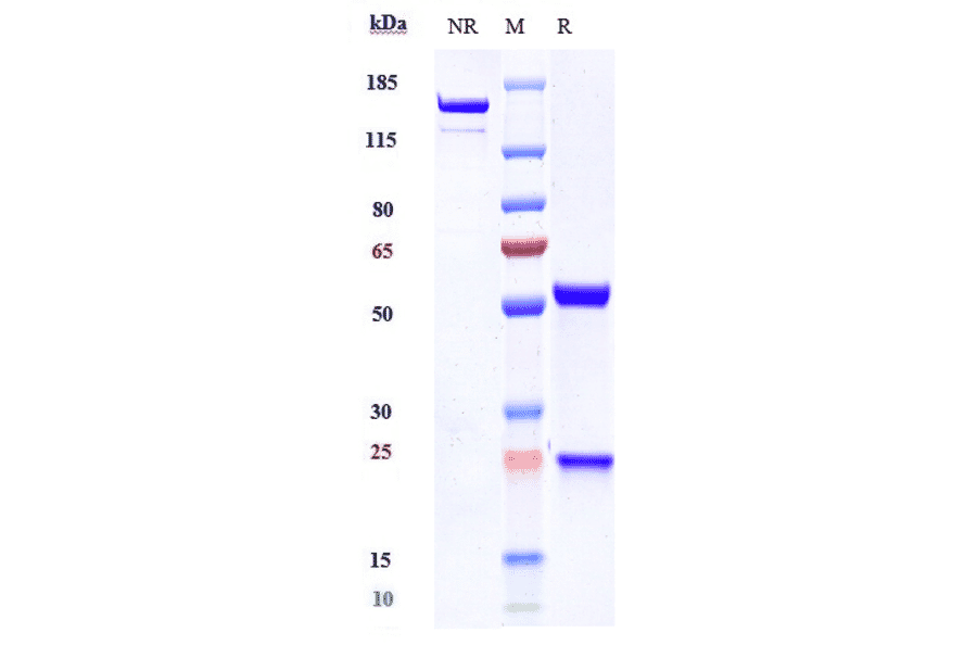 SDS-PAGE - Anti-TREM1 Antibody [PY159] - Low endotoxin, Azide free (A324278) - Antibodies.com