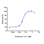 Function:Internalization - Anti-TREM1 Antibody [PY159] - Low endotoxin, Azide free (A324278) - Antibodies.com