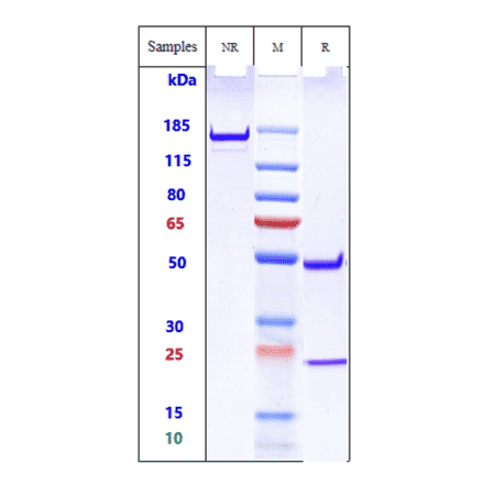 SDS-PAGE - Anti-TREM2 Antibody [PY314] - Low endotoxin, Azide free (A324279) - Antibodies.com