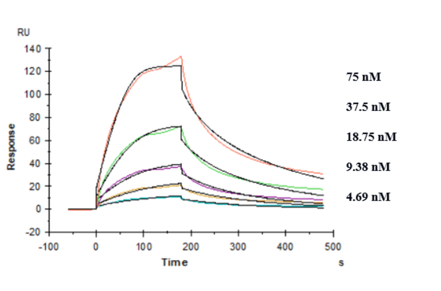 Kinetics (SPR) - Anti-TREM2 Antibody [PY314] - Low endotoxin, Azide free (A324279) - Antibodies.com