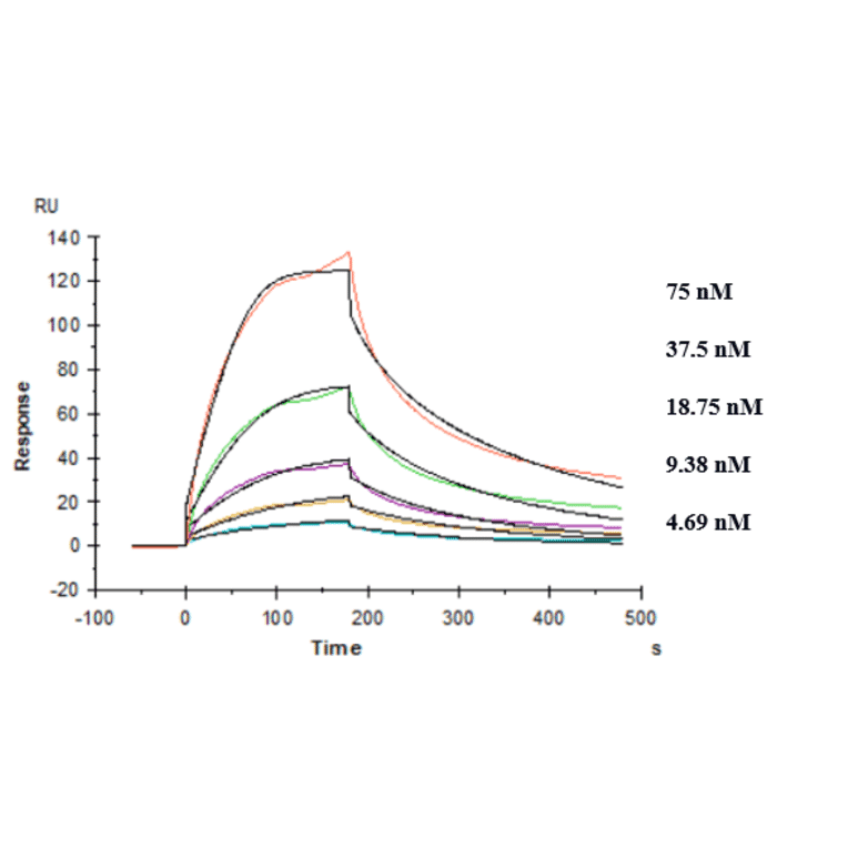 Kinetics (SPR) - Anti-TREM2 Antibody [PY314] - Low endotoxin, Azide free (A324279) - Antibodies.com