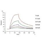 Kinetics (SPR) - Anti-TREM2 Antibody [PY314] - Low endotoxin, Azide free (A324279) - Antibodies.com