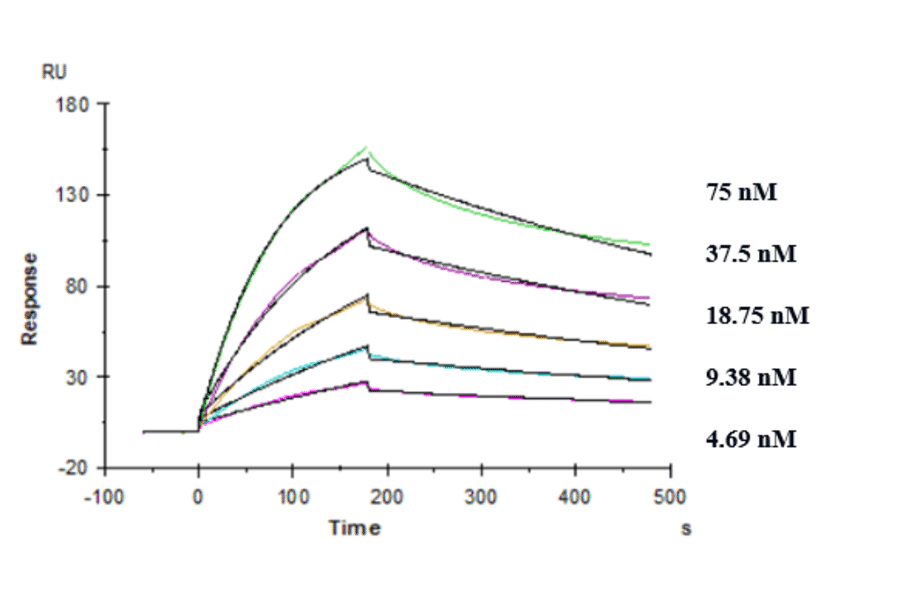 Kinetics (SPR) - Anti-TREM2 Antibody [PY314] - Low endotoxin, Azide free (A324279) - Antibodies.com