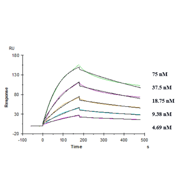 Kinetics (SPR) - Anti-TREM2 Antibody [PY314] - Low endotoxin, Azide free (A324279) - Antibodies.com