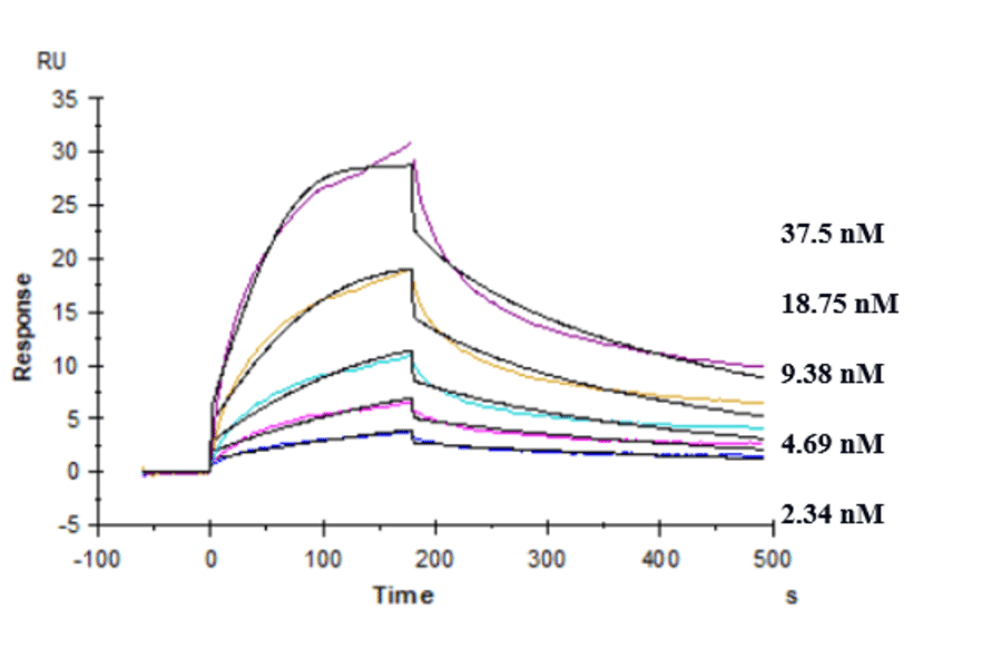 Kinetics (SPR) - Anti-TREM2 Antibody [PY314] - Low endotoxin, Azide free (A324279) - Antibodies.com