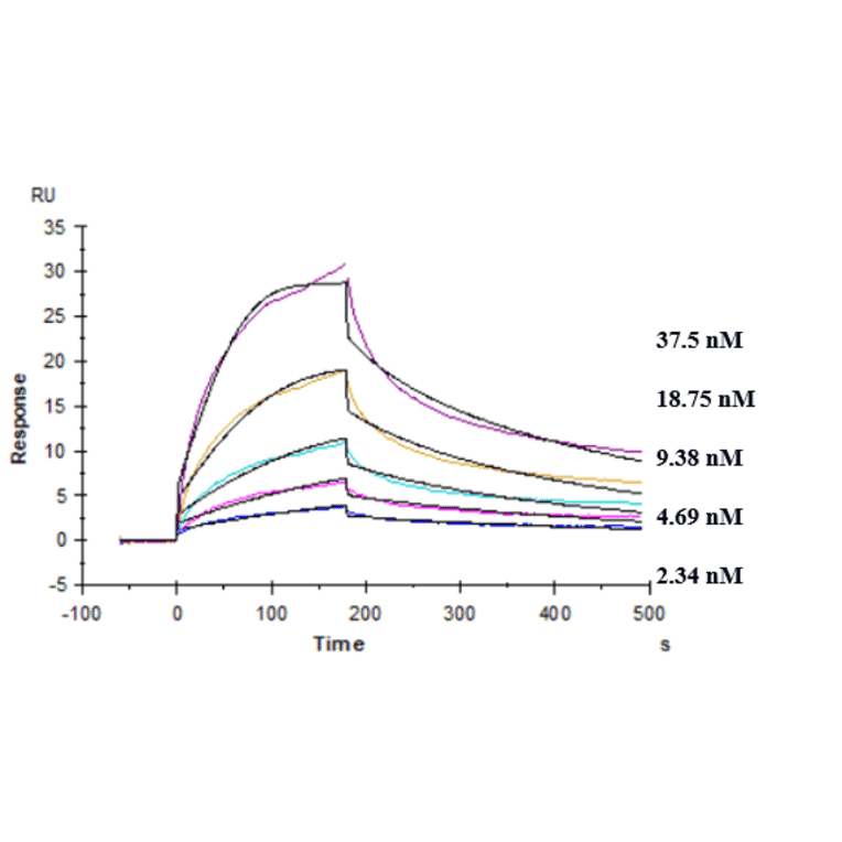 Kinetics (SPR) - Anti-TREM2 Antibody [PY314] - Low endotoxin, Azide free (A324279) - Antibodies.com