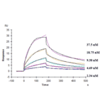 Kinetics (SPR) - Anti-TREM2 Antibody [PY314] - Low endotoxin, Azide free (A324279) - Antibodies.com