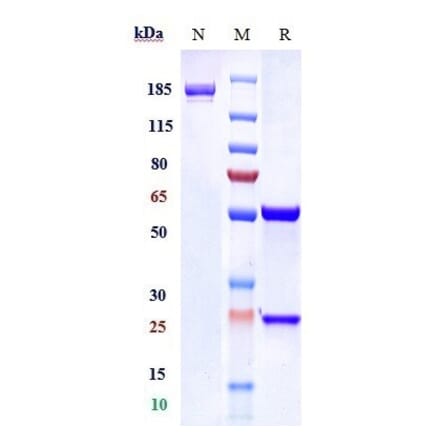 SDS-PAGE - Anti-TrkA Antibody [GBR 900] - Low endotoxin, Azide free (A324280) - Antibodies.com
