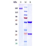 SDS-PAGE - Anti-TrkA Antibody [GBR 900] - Low endotoxin, Azide free (A324280) - Antibodies.com