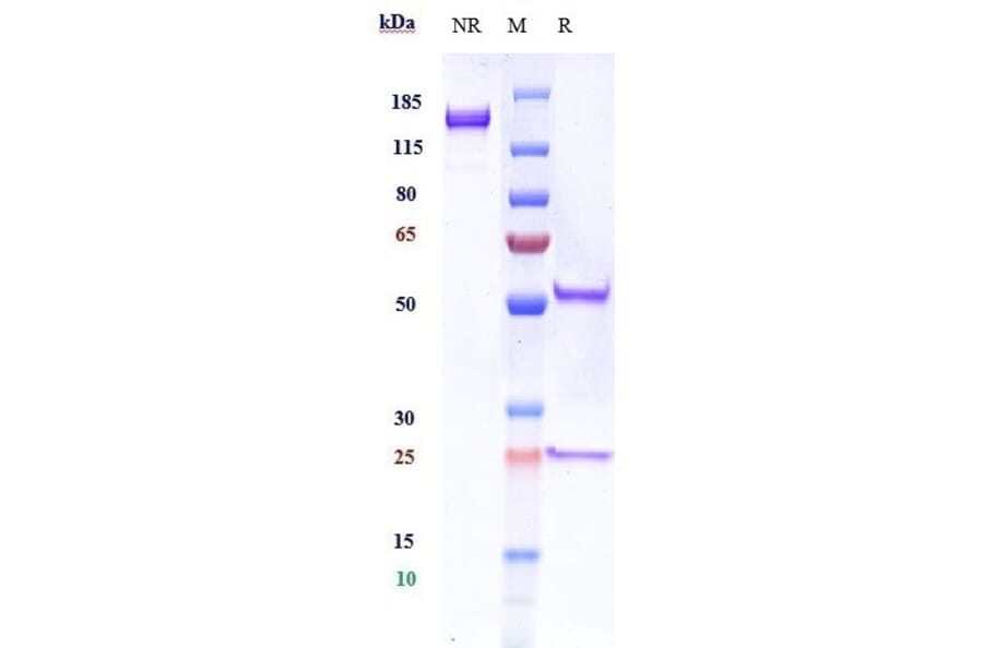SDS-PAGE - Anti-TrkB Antibody [Research Grade Biosimilar] - Low endotoxin, Azide free (A324281) - Antibodies.com