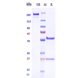 SDS-PAGE - Anti-Tspan-8 Antibody [Research Grade Biosimilar] - Low endotoxin, Azide free (A324284) - Antibodies.com