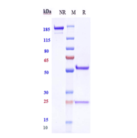 SDS-PAGE - Anti-Tspan-8 Antibody [Research Grade Biosimilar] - Low endotoxin, Azide free (A324284) - Antibodies.com
