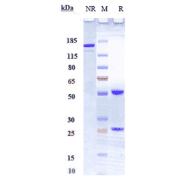 SDS-PAGE - Anti-TWEAK Antibody [RO5458640] - Low endotoxin, Azide free (A324285) - Antibodies.com