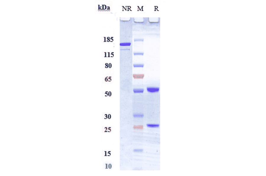 SDS-PAGE - Anti-TWEAK Antibody [RO5458640] - Low endotoxin, Azide free (A324285) - Antibodies.com
