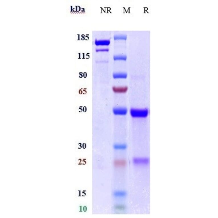 SDS-PAGE - Anti-TYRO3 Antibody [ELB031] - Low endotoxin, Azide free (A324286) - Antibodies.com