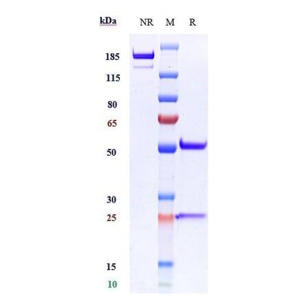 SDS-PAGE - Anti-VCAM1 Antibody [Research Grade Biosimilar] - Low endotoxin, Azide free (A324287) - Antibodies.com