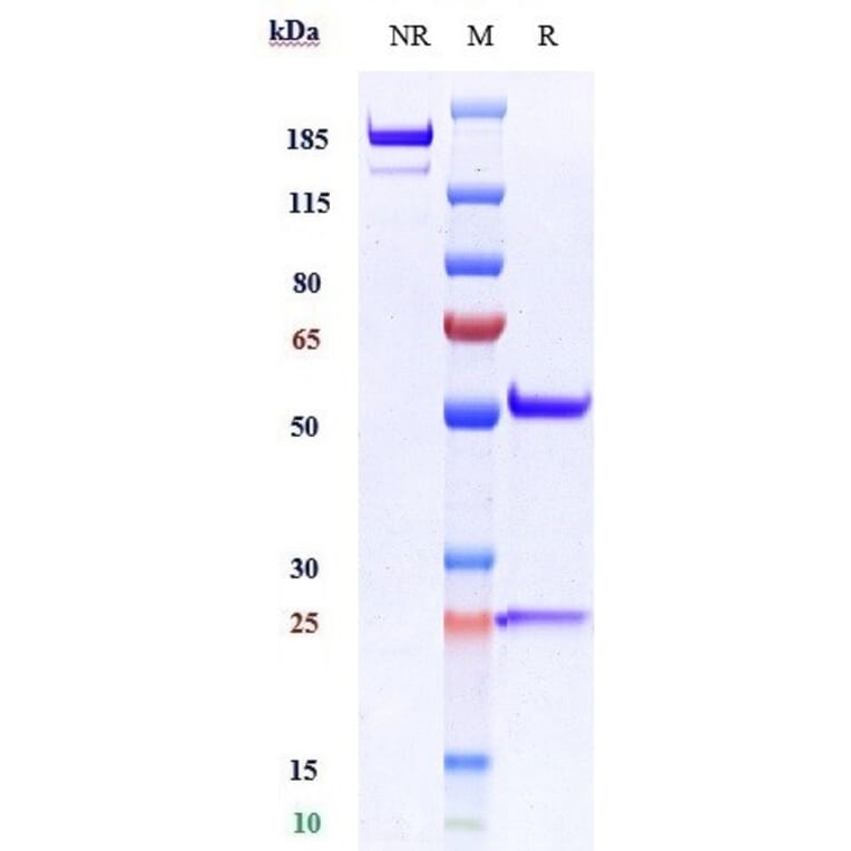 SDS-PAGE - Anti-VCAM1 Antibody [Research Grade Biosimilar] - Low endotoxin, Azide free (A324287) - Antibodies.com