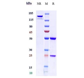 SDS-PAGE - Anti-VEGF Receptor 1 Antibody [Research Grade Biosimilar] - Low endotoxin, Azide free (A324288) - Antibodies.com