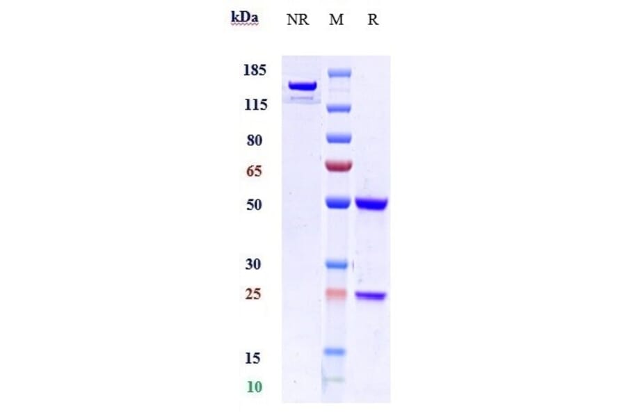 SDS-PAGE - Anti-VEGF Receptor 1 Antibody [Research Grade Biosimilar] - Low endotoxin, Azide free (A324288) - Antibodies.com