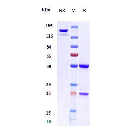 SDS-PAGE - Anti-VEGF Receptor 1 Antibody [Research Grade Biosimilar] - Low endotoxin, Azide free (A324288) - Antibodies.com