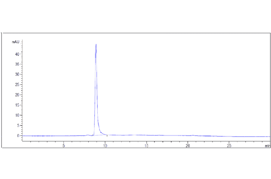 SEC-HPLC - Anti-VEGF Receptor 1 Antibody [Research Grade Biosimilar] - Low endotoxin, Azide free (A324288) - Antibodies.com