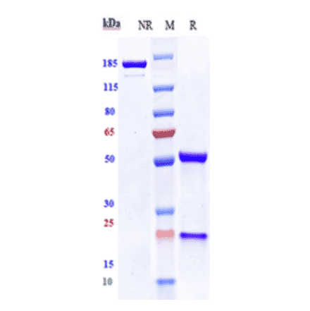 SDS-PAGE - Anti-VEGF Receptor 2 Antibody [Research Grade Biosimilar] - Low endotoxin, Azide free (A324289) - Antibodies.com