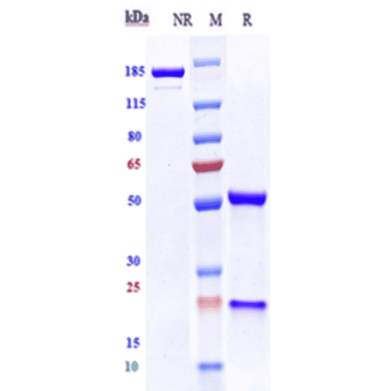SDS-PAGE - Anti-VEGF Receptor 2 Antibody [Research Grade Biosimilar] - Low endotoxin, Azide free (A324289) - Antibodies.com