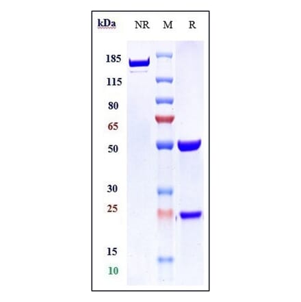 SDS-PAGE - Anti-VEGF Receptor 2 Antibody [AT001] - Low endotoxin, Azide free (A324290) - Antibodies.com
