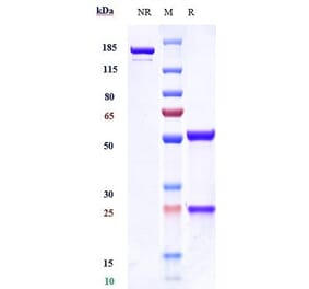 SDS-PAGE - Anti-VEGF Receptor 3 Antibody [LY3022856] - Low endotoxin, Azide free (A324291) - Antibodies.com