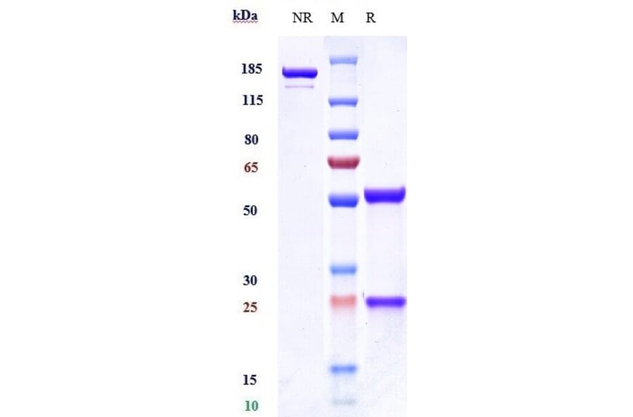 SDS-PAGE - Anti-VEGF Receptor 3 Antibody [LY3022856] - Low endotoxin, Azide free (A324291) - Antibodies.com