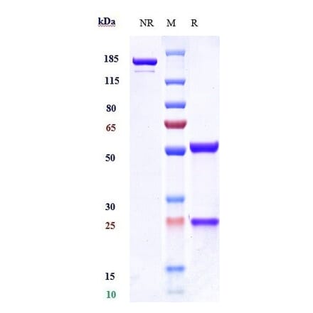 SDS-PAGE - Anti-VEGF Receptor 3 Antibody [LY3022856] - Low endotoxin, Azide free (A324291) - Antibodies.com