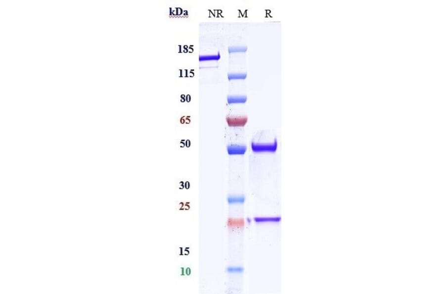 SDS-PAGE - Anti-VEGFA Antibody [Research Grade Biosimilar] - Low endotoxin, Azide free (A324292) - Antibodies.com